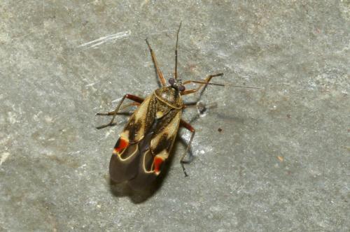 Polymerus unifasciatus